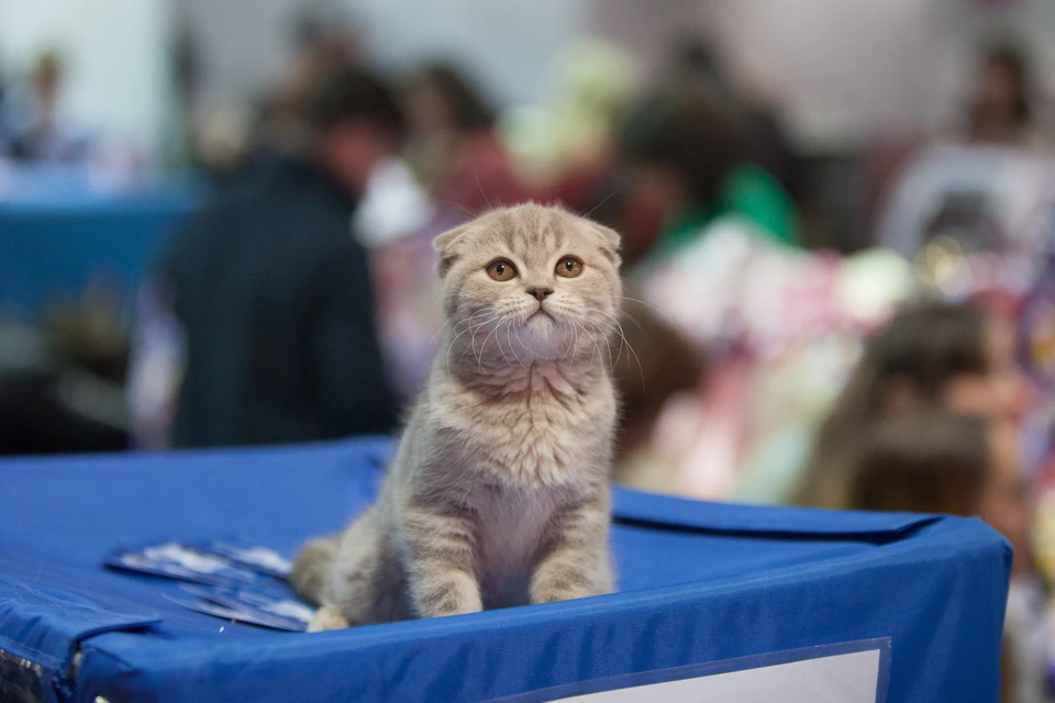 У каждой породы свои особенности