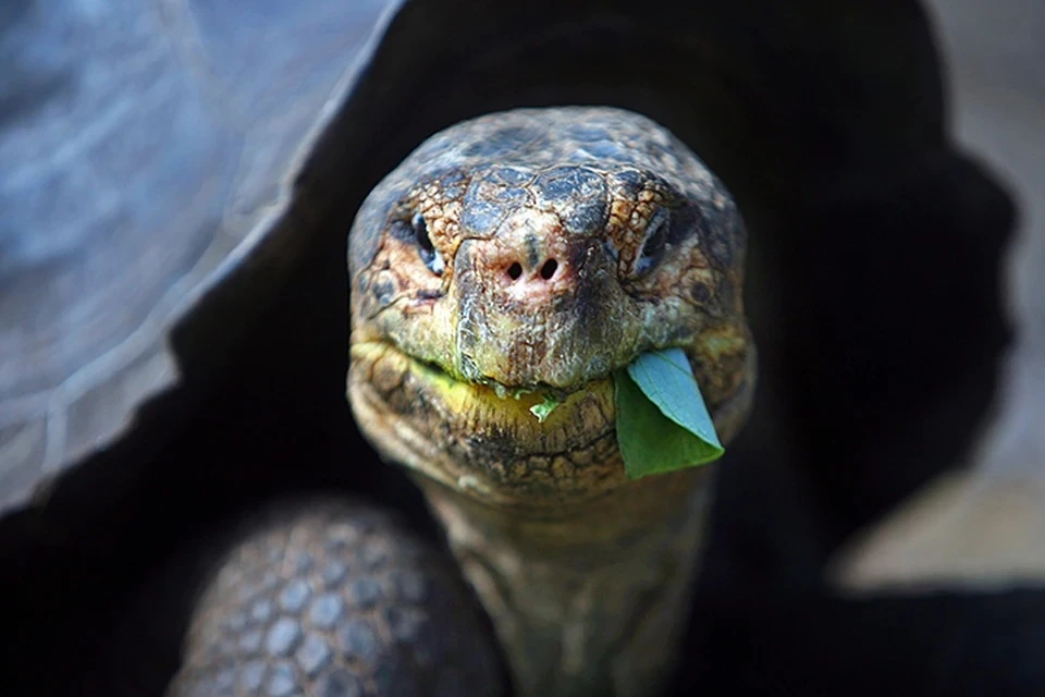 Пережила две мировые войны и 20 президентов: скончалась старейших галапагосская черепаха