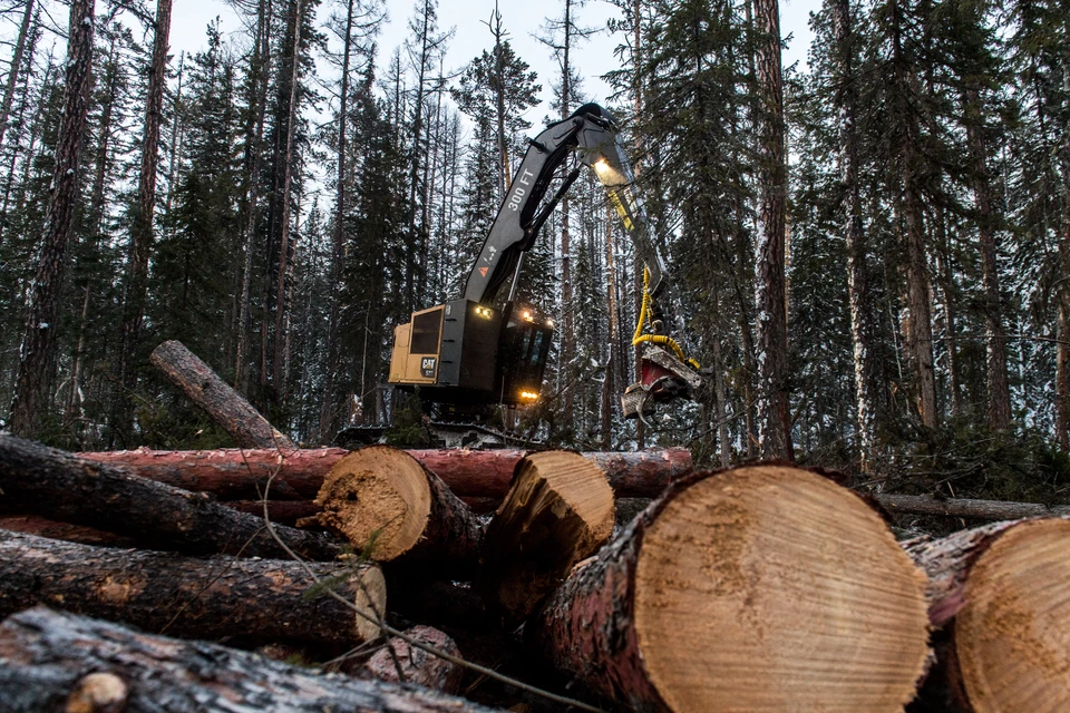 Лесозаготовки в крае сейчас ведутся в основном легально и централизованно.