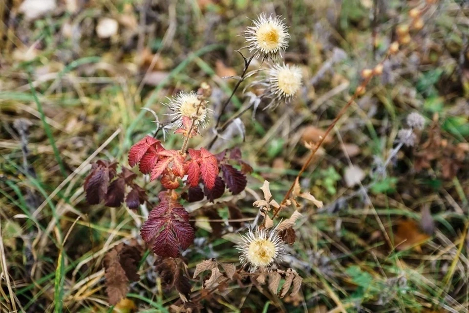 Сельхозугодья не использовались собственником по назначению.