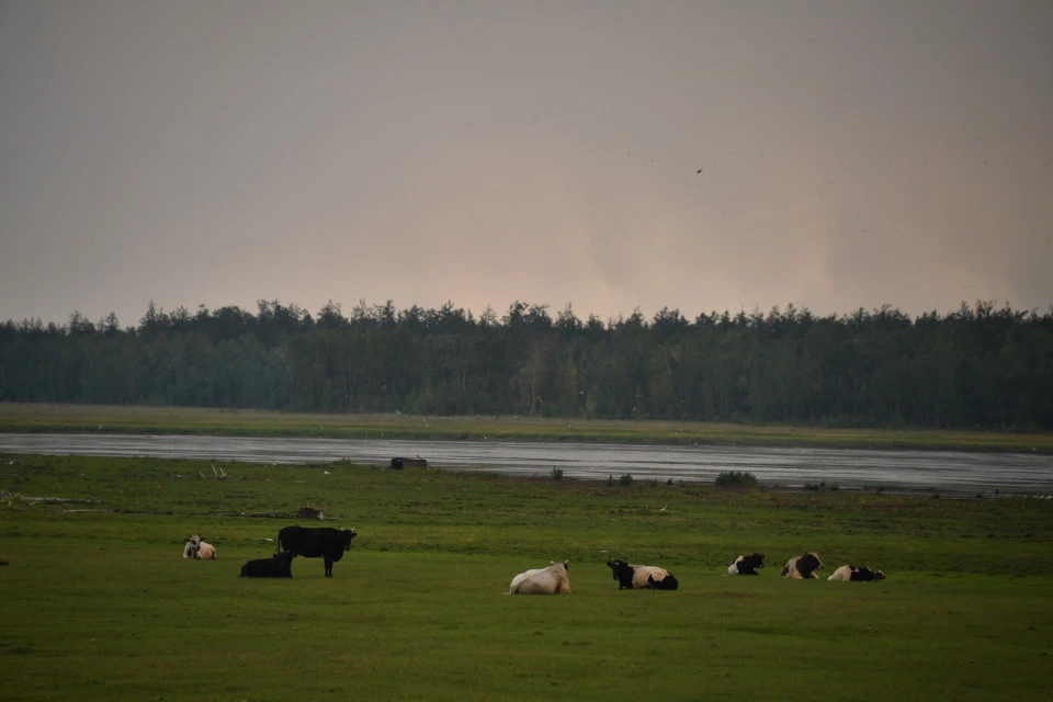 Побочные продукты животноводства - это вещества, которые образуются при содержании сельхозживотных.