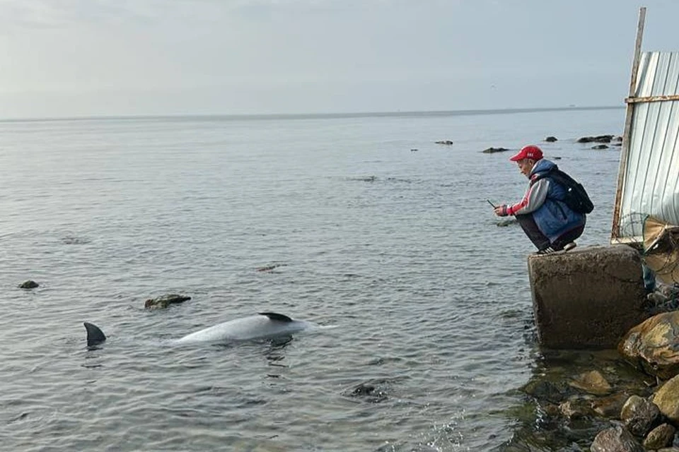 Фото: t.me/delfacenter