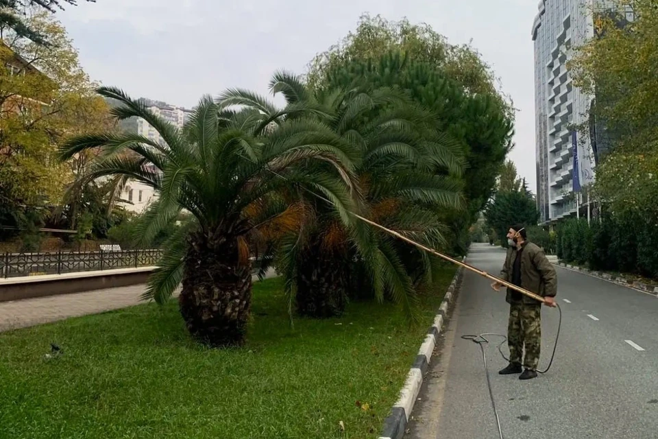 Фото: МЦУ Сочи