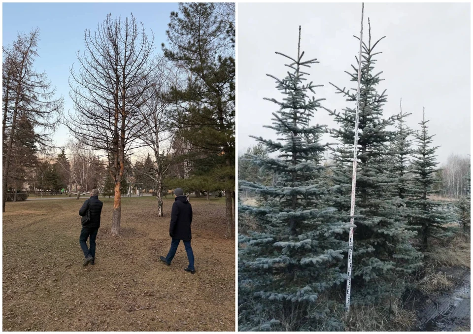 Засохшие деревья (слева) заменят новыми (справа). Фото: администрация Челябинска