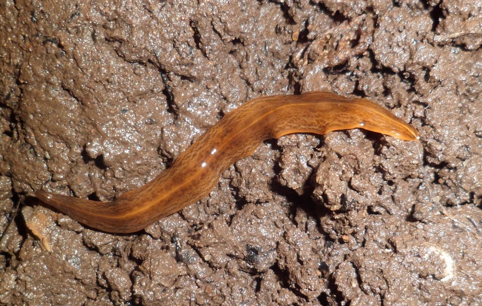 На Европу напал Обама и уничтожает живность: но есть нюанс. Фото: Piterkeo/ Wikimedia Commons.