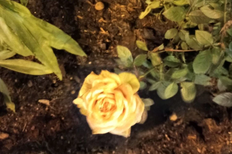 Пока еще цветут розы: Петербуржцам рассказали, когда в город придут снег и мороз