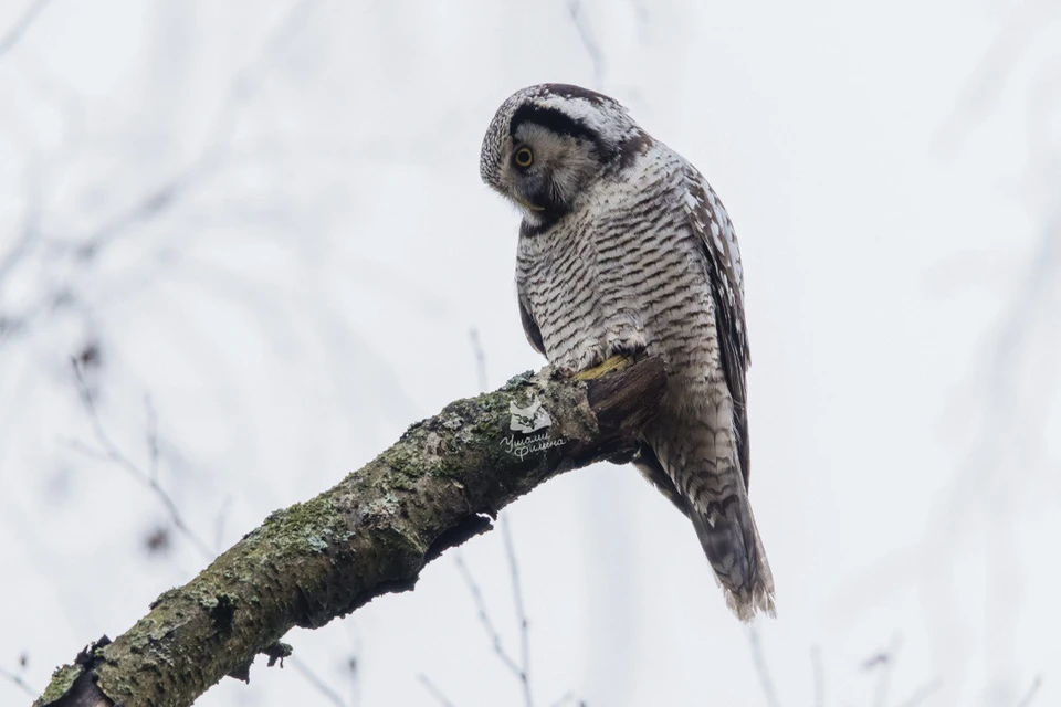 Совиный сезон стартовал в Петербурге. Фото: t.me/bubo_spb