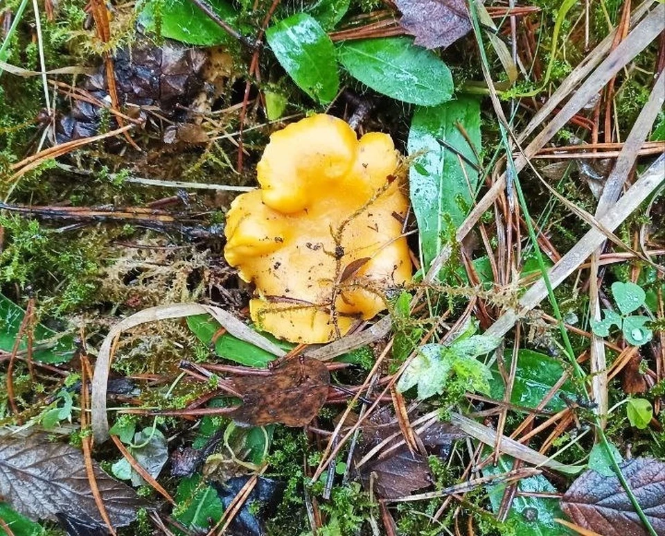 Фото Тамары Федоровой