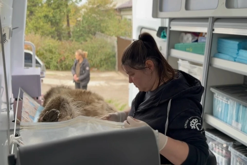 Основные операции, которые проводят волонтеры на выезде - это стерилизация и кастрация. Фото: Дарья Клековкина ВК.