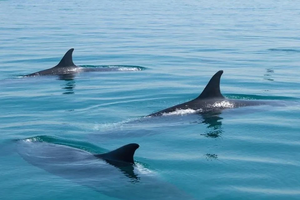 Несколько китов решили сегодня приблизиться к побережью Владивостока. Фото: GigaChat