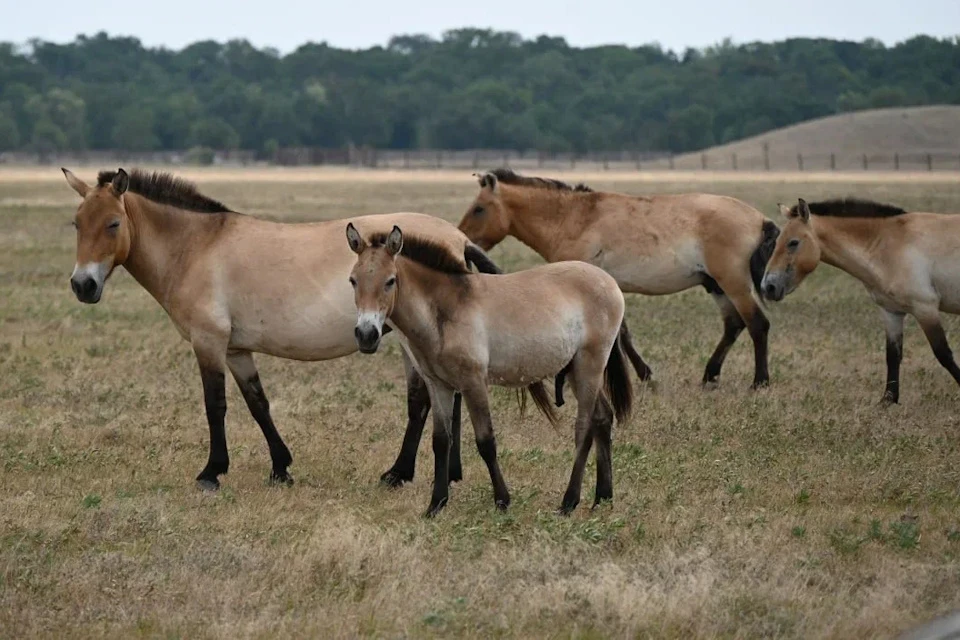 В этом году в семействе редкой лошади пополнение - родилось четыре малыша Фото: минприроды ХО