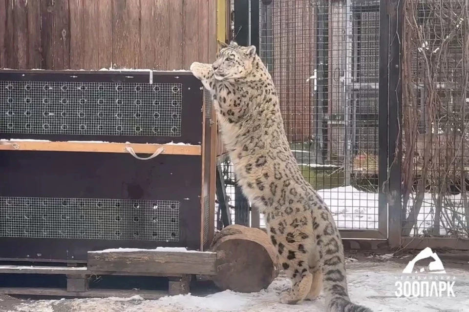 Серебряна находилась в зоопарке по договору временного содержания. Фото: Челябинский зоопарк