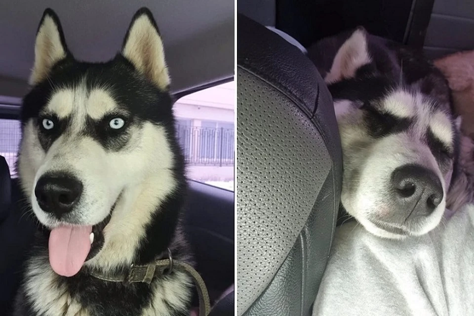 Тело собаки хозяевам так и не отдали. Фото: личный архив семьи