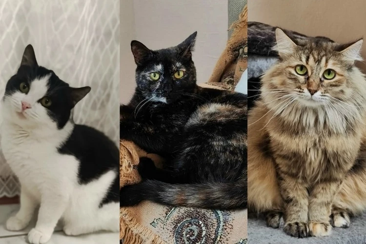 Хочу домой: животные из приюта в Ижевске ищут дом