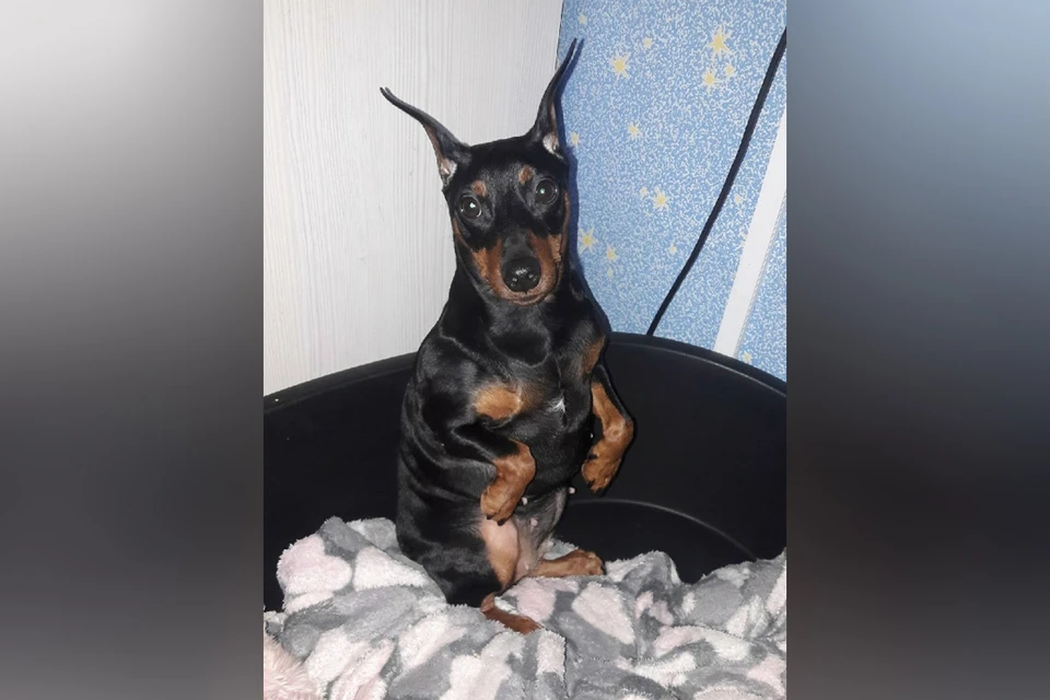 Цветпитчер по кличке Габби была из приюта. Фото: vk.com/wall70007925_9127