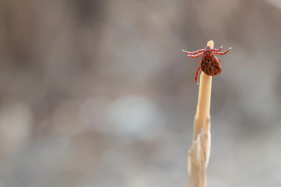 Глава Роспотребнадзора Анна Попова: клещи-мутанты Hyalomma не приживутся в средней полосе России