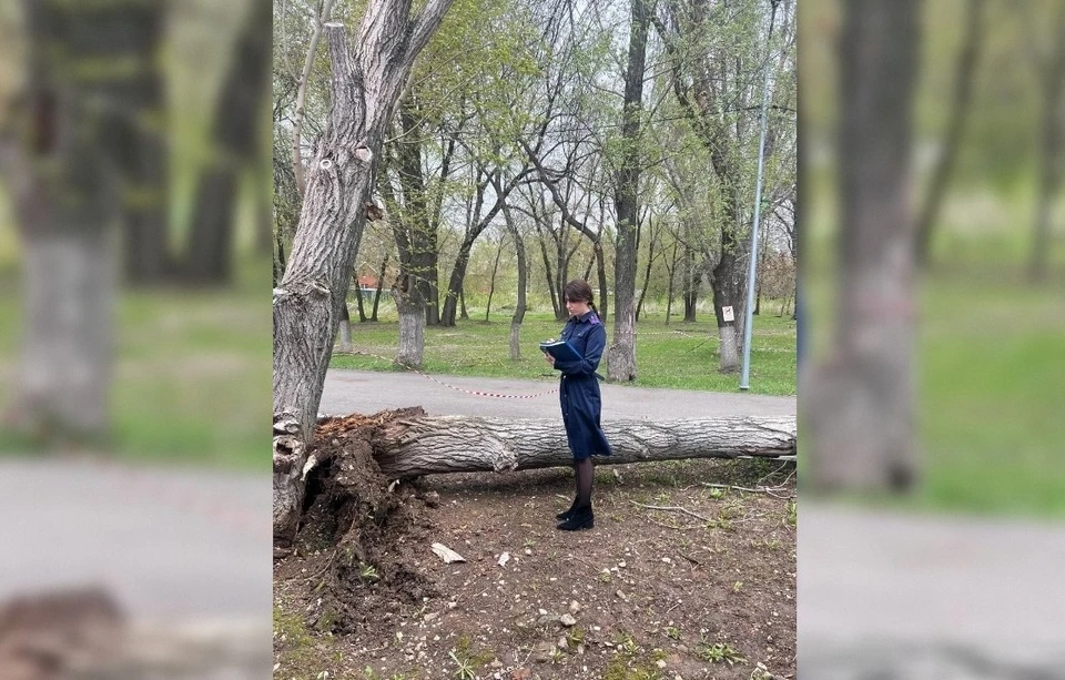 В результате падения дерева один ребенок погиб. Фото: СУ СК по Самарской области