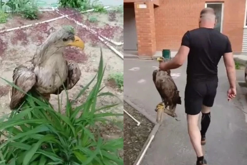 Волонтеры нашли чучело краснокнижного орлана в Волгограде. Фото: скрин с видео "Птичий остров".