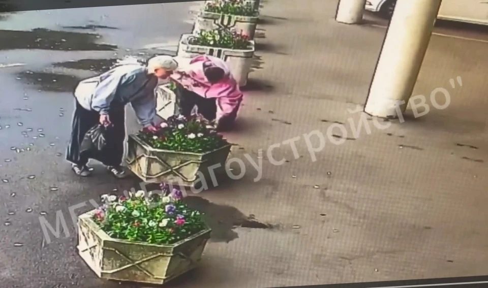 Обнинцы продолжают уничтожать цветочное убранство города.