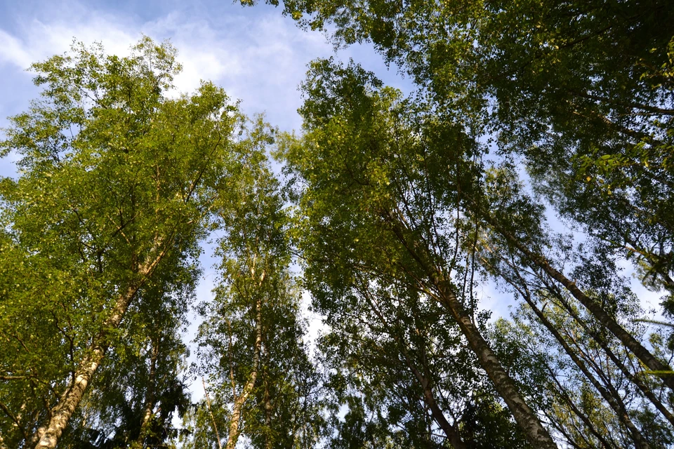 МЧС предупреждает жителей о сильном северо-западном ветре.