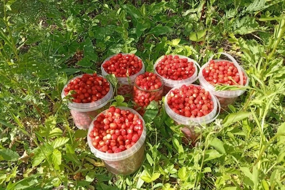 Жители региона радуются раннему и богатому урожаю. Фото: https://vk.com/gribi62