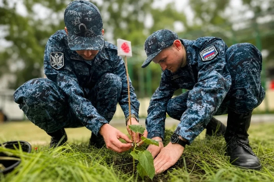 «Императорские деревья» в честь Дня России высадили в ДНР. Фото: ГУФССП России по ДНР