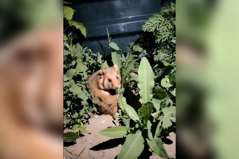 Фото: скриншот видео Анатолия Гречина