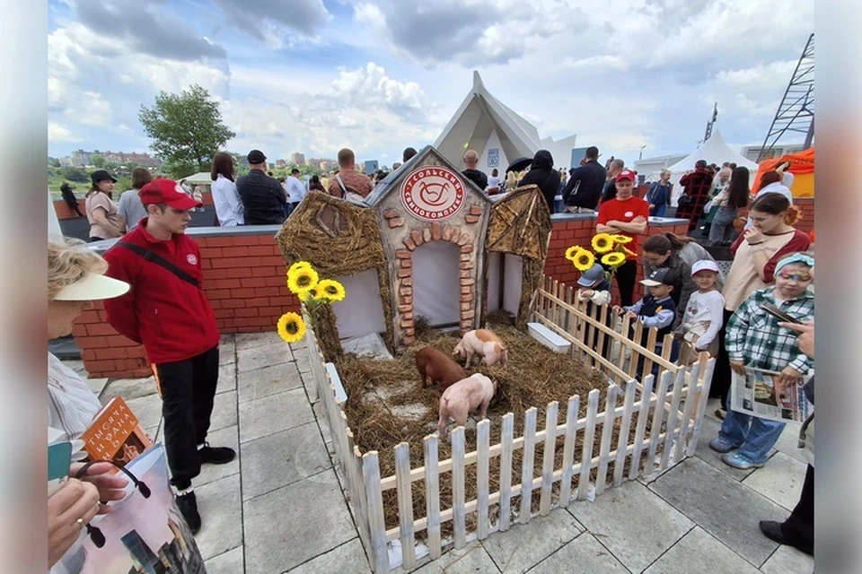 Три поросенка пород дюрок, ландрас и крупная белая. Фото: Дмитрий ИМЫГИНОВ