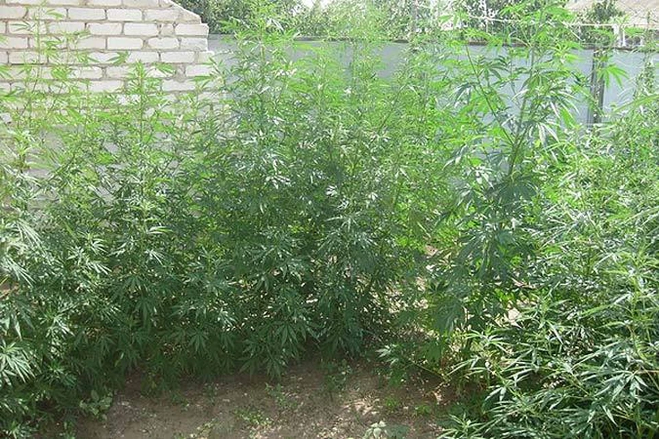 Заросли конопли должны полностью уничтожить. Фото: УФСКН