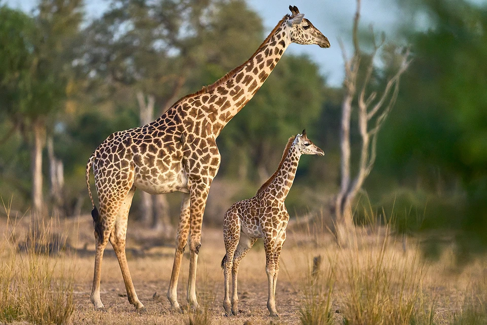 Фото: Jeremy Richards/Shutterstock/Fotodom