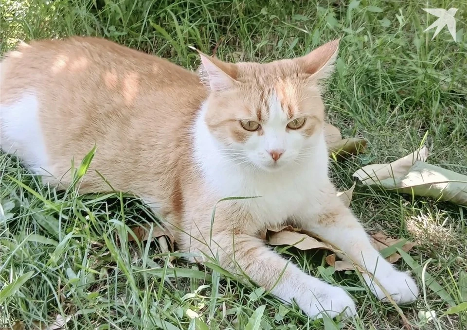 Кошкам нынче тоже жарко. Фото: КП