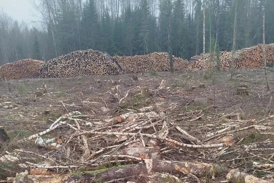Все, что осталось от леса.
