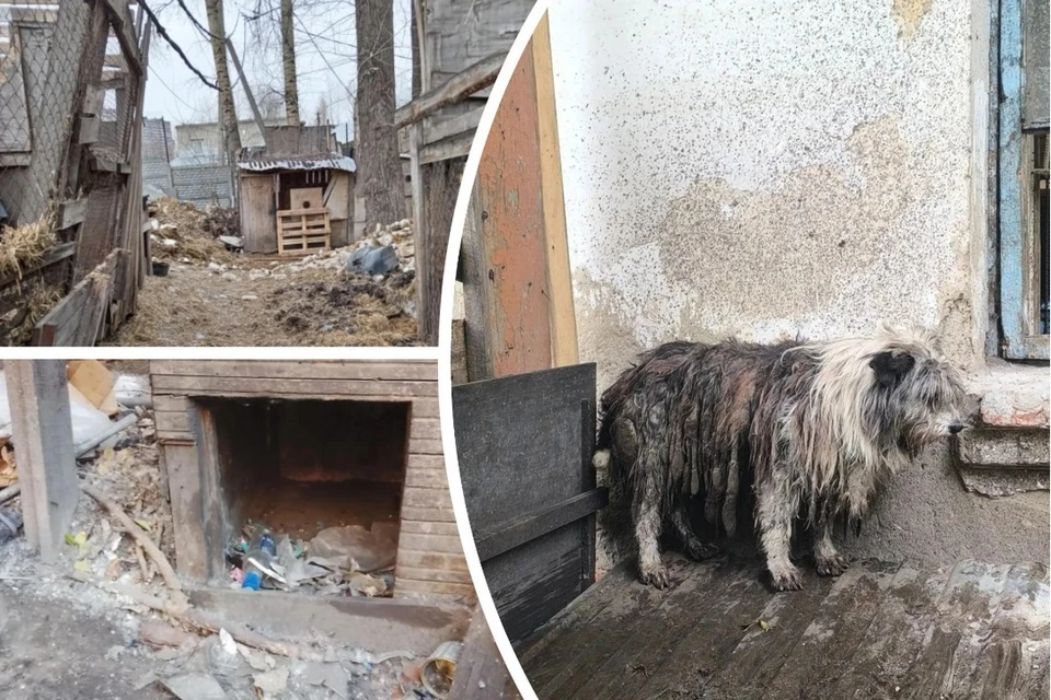 В Новосибирске около 15 лет в приюте содержат собак в плохих условиях. Фото: предоставлено КП-Новосибирск