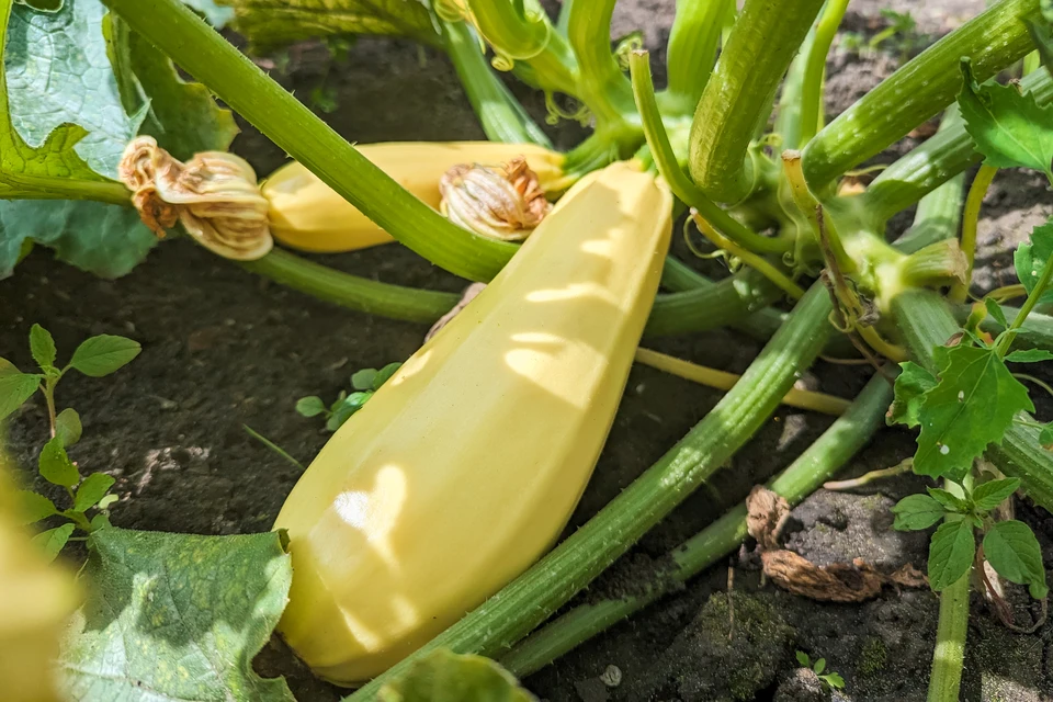 Кабачки с плотной кожурой сохраняют свежесть до пяти месяцев.