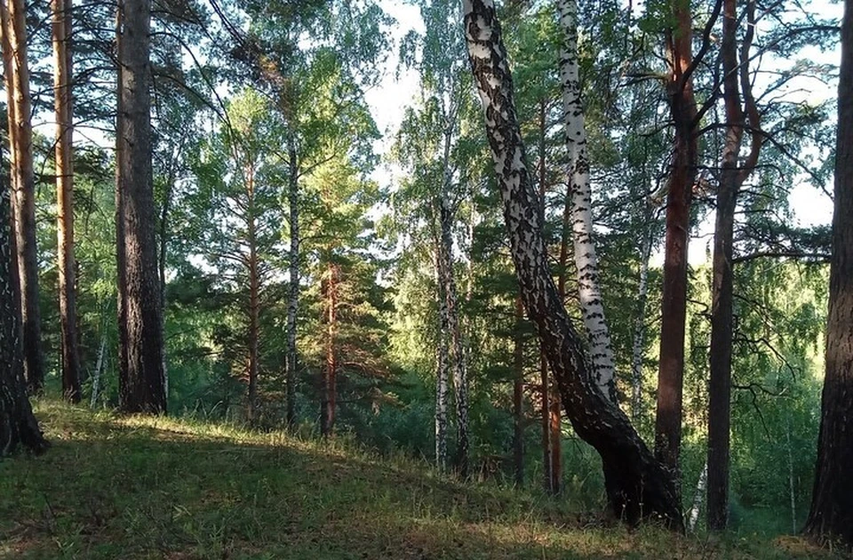 На Ямале продлили запрет на посещение лесов
