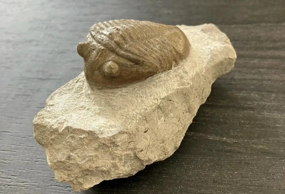 Ульяновский палеонтологический музей получил в дар трилобитов Asaphus lepidurus | ФОТО: Ундоровский палеонтологический музей