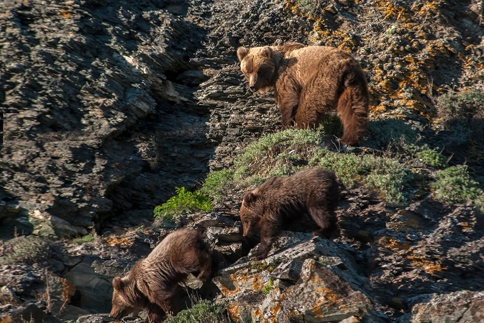Медведи все чаще стали заходить в села. Фото: Сергей Усик