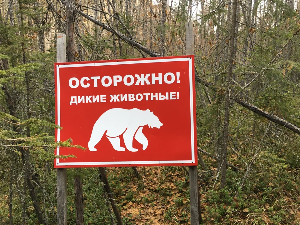 Дикие животные вынуждены массово мигрировать из-за опасности пожаров в соседних регионах.