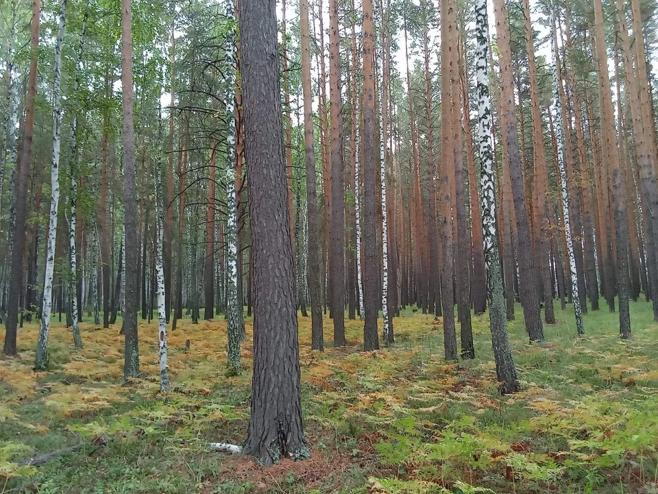 Погода на Ямале на 1 сентября