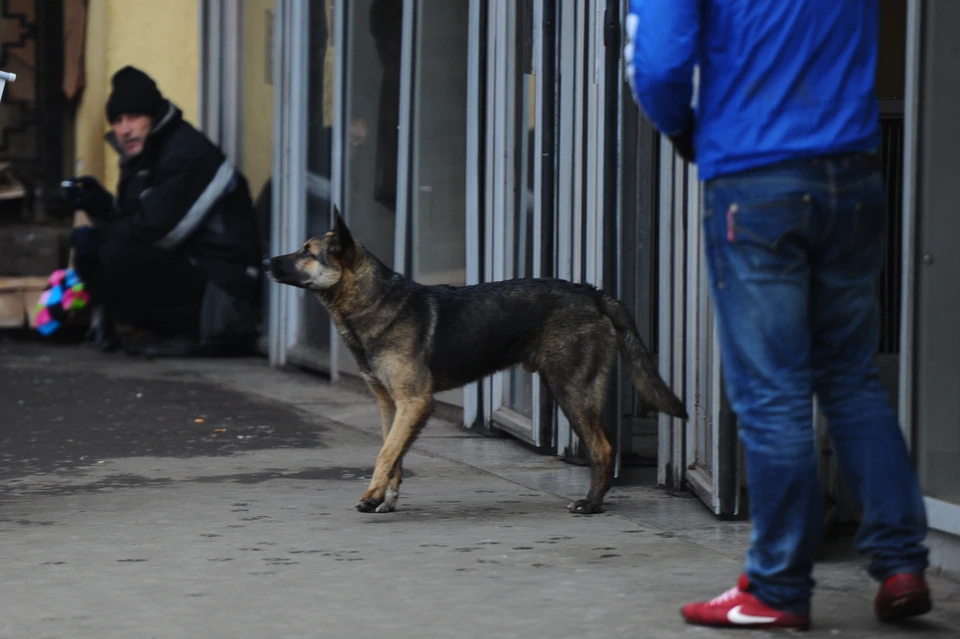 В Вуктыле дело о халатности при отлове собак дошло до суда.