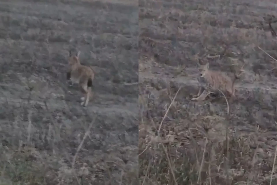 В Ордынском районе Новосибирской области заметили рысь. Фото: Кадр из видео читателя