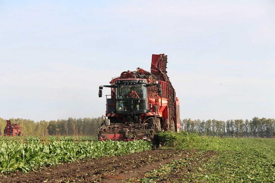 Уборка урожая свёклы. Фото: Минсельхоз Алтайского края