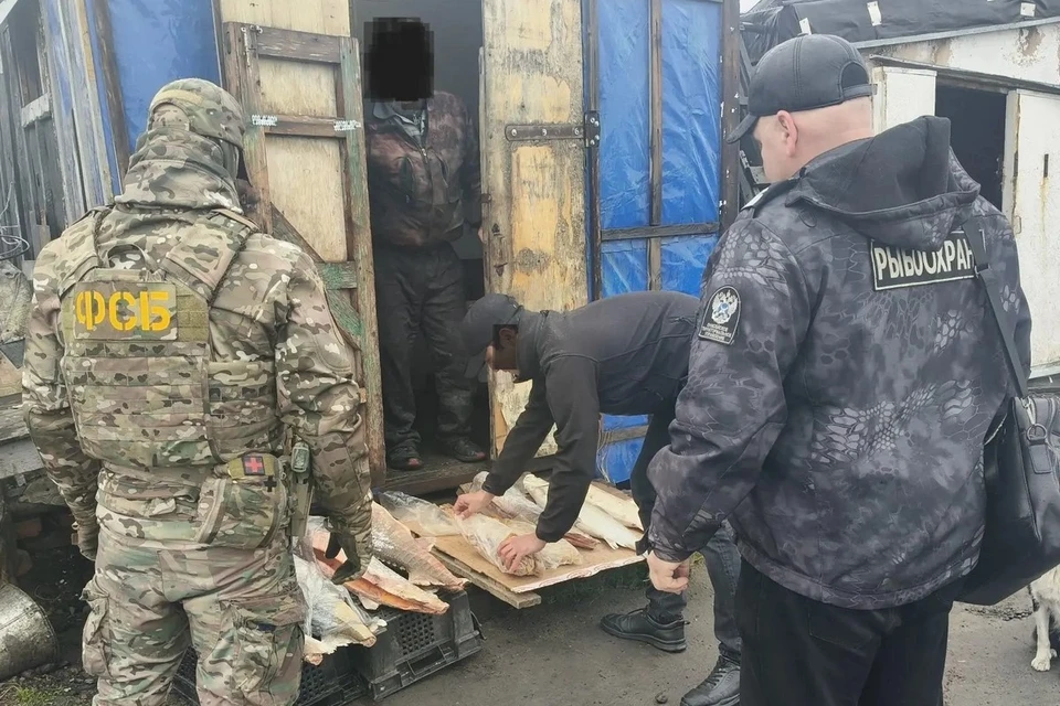 На Таймыре у браконьера изъяли 50 кг краснокнижной рыбы. Фото: Енисейское ТУ Росрыболовства