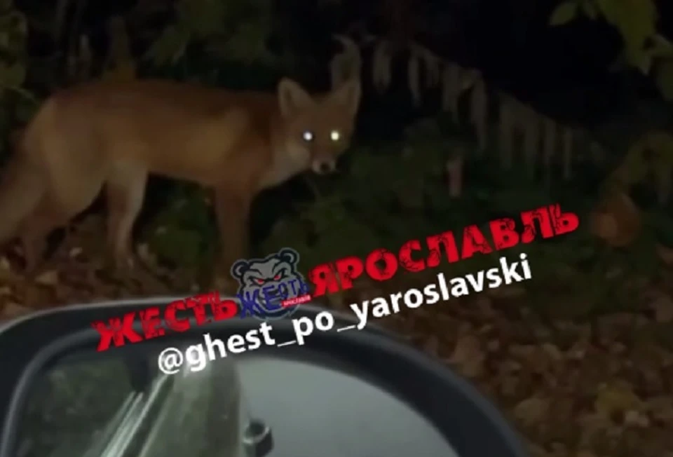 К людям лиса не подходит. Фото: телеграм-канал Жесть Ярославль