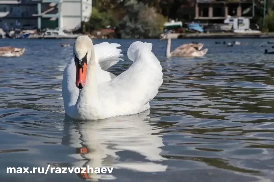 Лебеди не боятся людей, подплывают близко. Фото: МАКС-канал губернатора Севастополя М. Развожаева