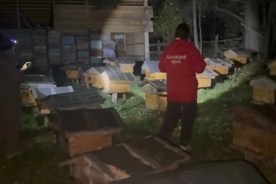 ЧП произошло на пасеке. Кадр с видео СК по Алтайскому краю