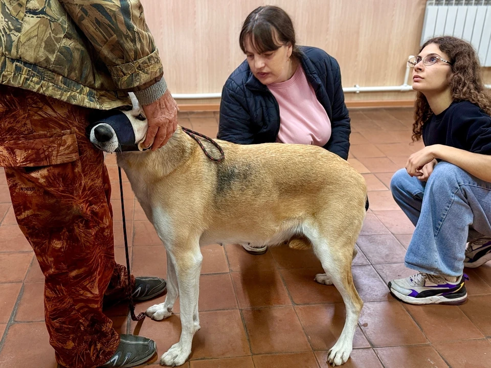 Ульяновские ветеринары спасли охотничью собаку с воспалениями на коже | ФОТО: ОГБУ "Новоспасский центр ветеринарии"