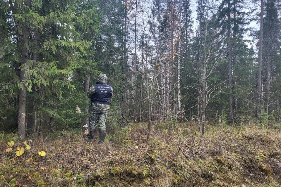 Пинега - далеко не единственное место в Поморье, где жители стали чаще встречать лесных хищников. Фото: СУ СК России по Архангельской области и НАО