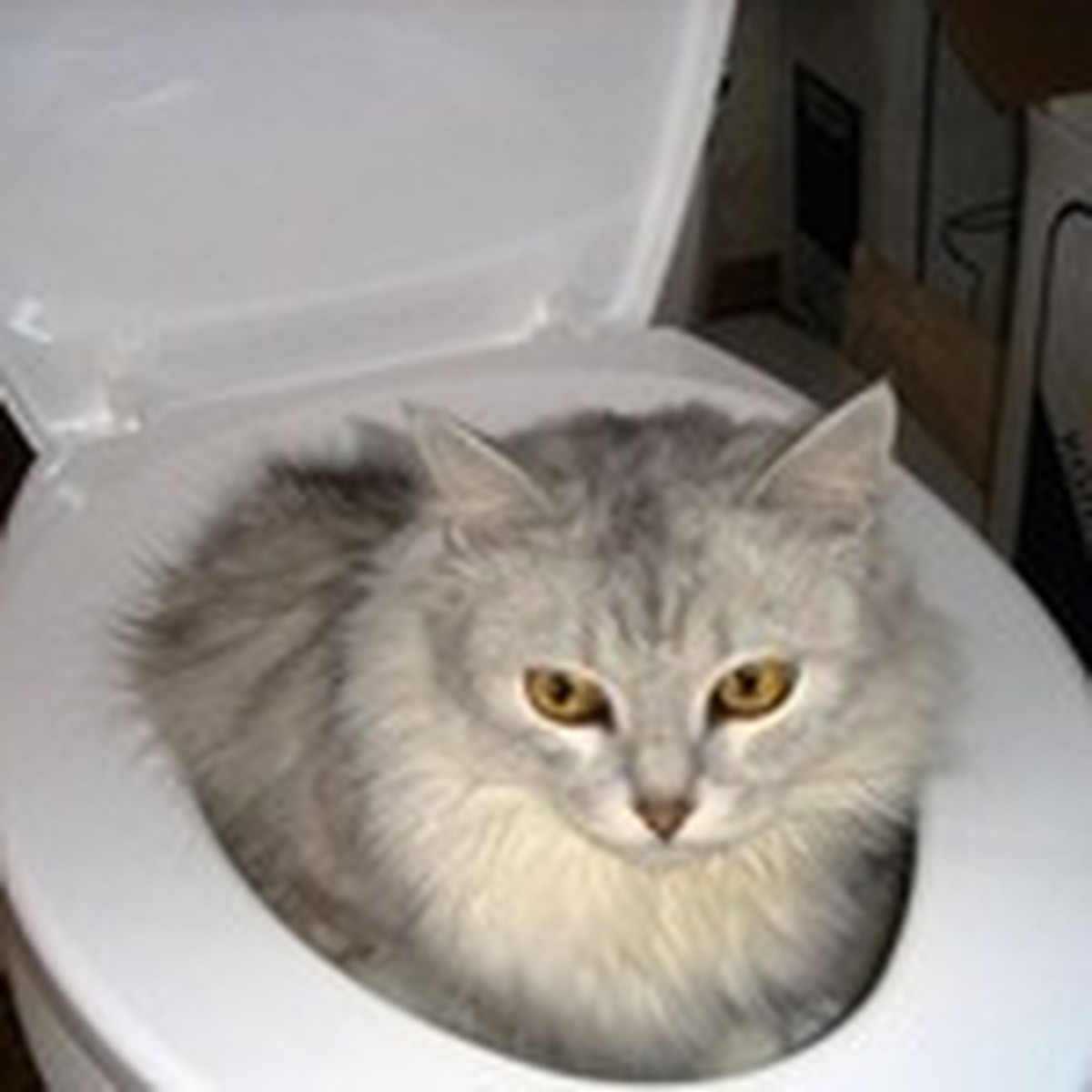 кот редко ходит в туалет по большому