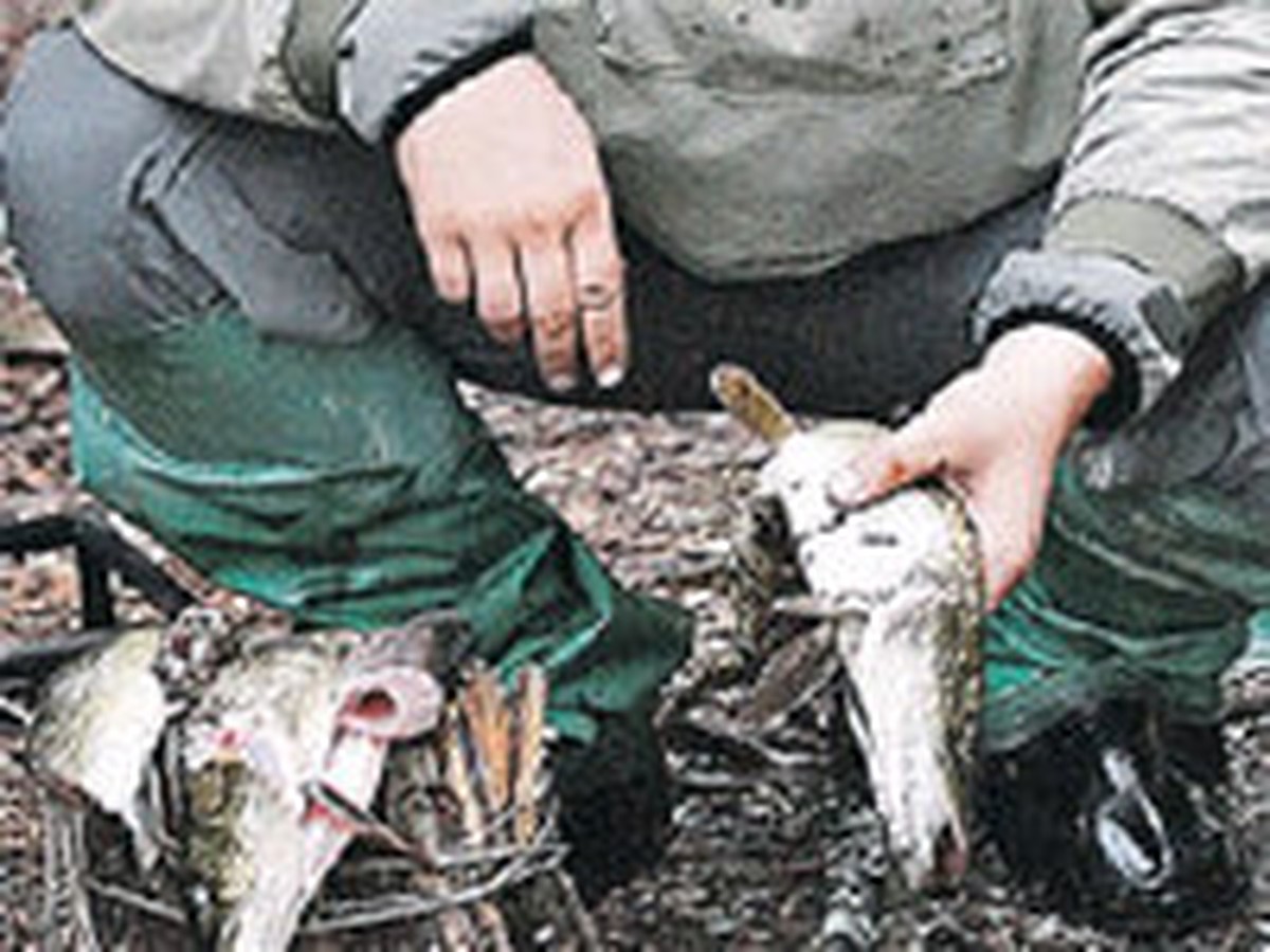 Похожие видео верши для ловли рыбы своими руками видео